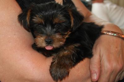 TipoTinto - The Gummy Bear