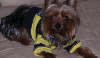 our yorkie henry higgins french