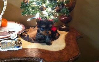 our yorkie macie