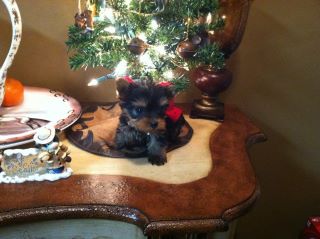 our yorkie macie