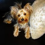 phoebe