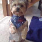 my yorkietrixy elizabeth