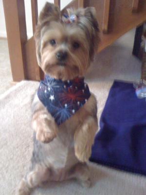 photos-of-my-yorkietrixy-elizabeth-21536459