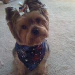 my yorkietrixy elizabeth