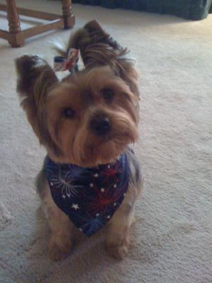 photos-of-my-yorkietrixy-elizabeth-21536460