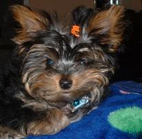 yorkie puppy