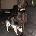 scooby the chocolate chew toy