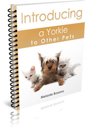 Introducing a Yorkie to Other Pets