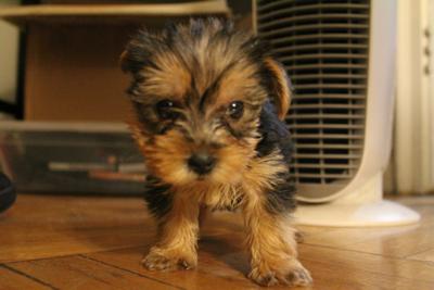 Baby Rico