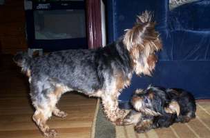 Gizmo and Riley - Yorkshire Terriers