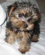 yorkshire terrier picture