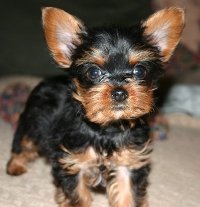 yorkshire terrier pictures