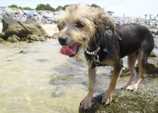 yorkshire terrier picture