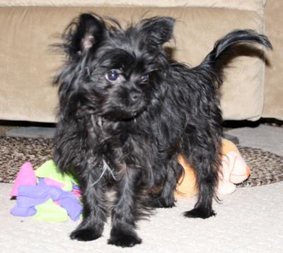 black chorkie puppies