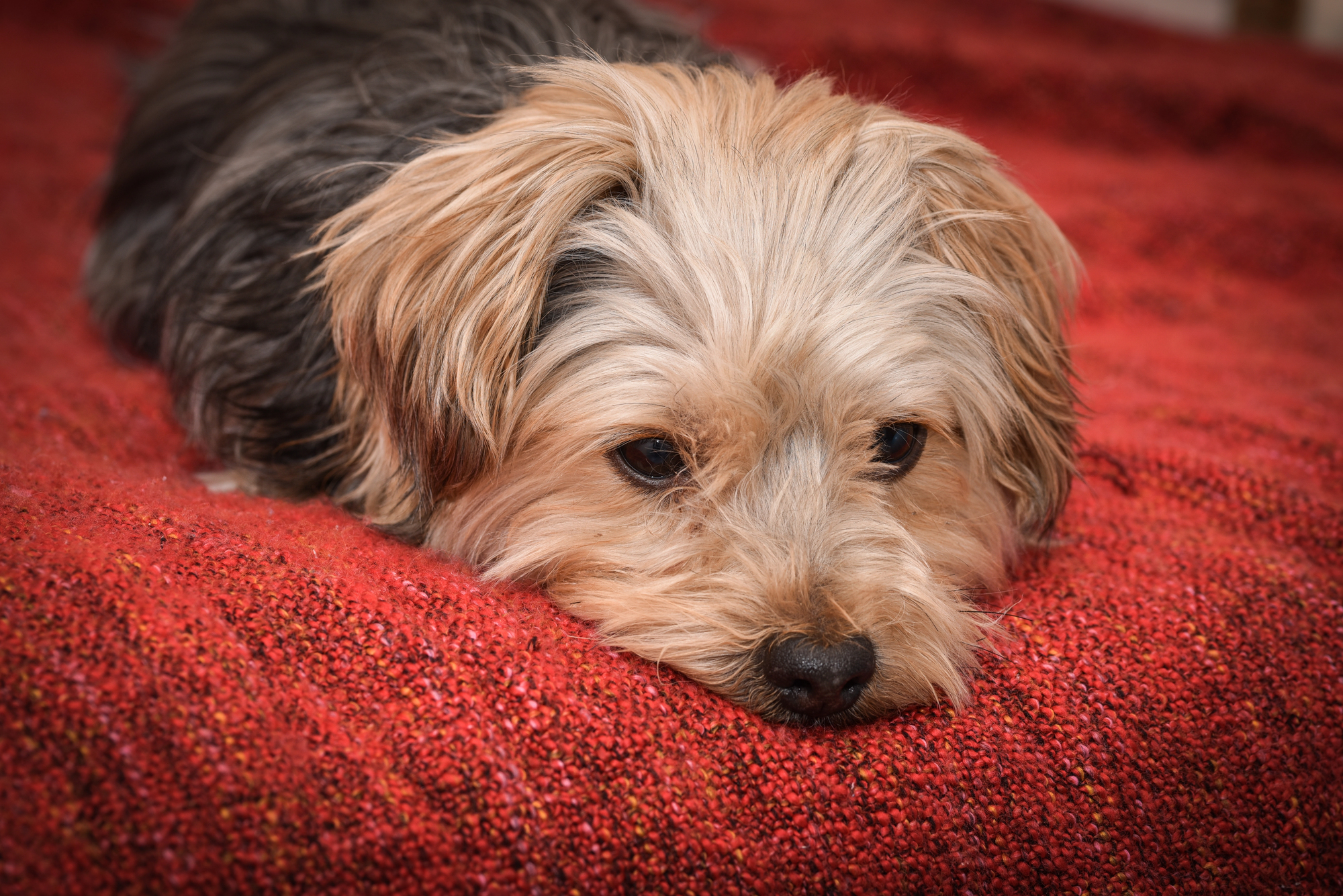 Sad Yorkshire Terrier lying down on a blanket, appearing lethargic and unwell — a common sign of health problems in Yorkies
