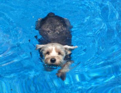 Dixie Mae loves to swim
