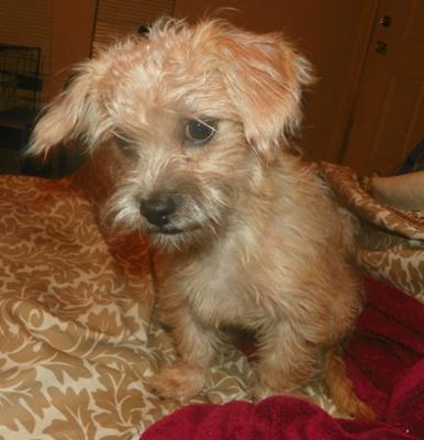 scruffy-snorkie-or-not-21455771