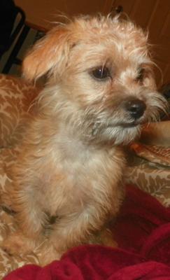 scruffy-snorkie-or-not-21455772