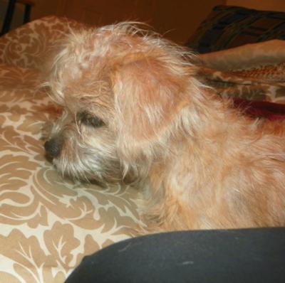 scruffy-snorkie-or-not-21455773