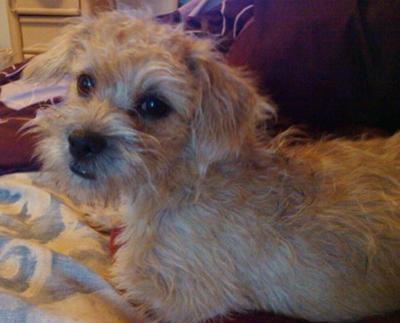 scruffy-snorkie-or-not-21455774