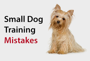 Small Dog Training Mistakes