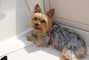 yorkshire terrier picture