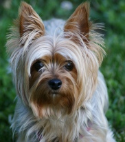 yorkshire terrier picture