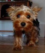 Sofia - Yorkshire Terriers