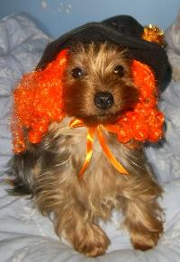 yorkshire terrier picture