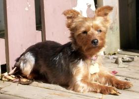 yorkshire terrier