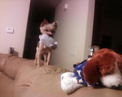 sparky