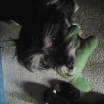 spazzy