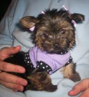 yorkshire terrier picture