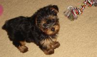 yorkshire terrier picture