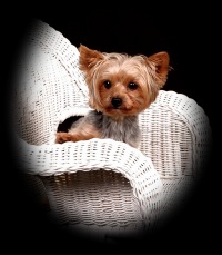 Toffey Hall - Yorkshire Terriers