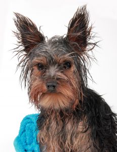 how often can i shower my yorkie