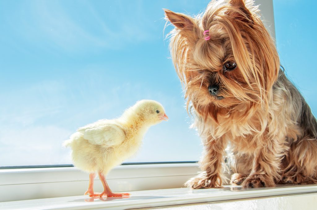 yorkie and birds