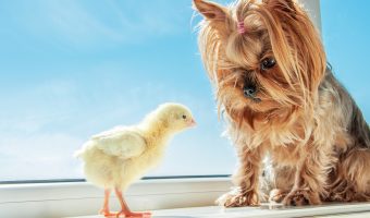 yorkie and other pets