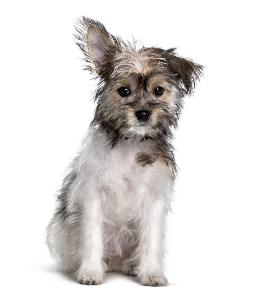 yorkshire terrier and chihuahua mix