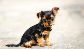 yorkshire terrier and chihuahua mix