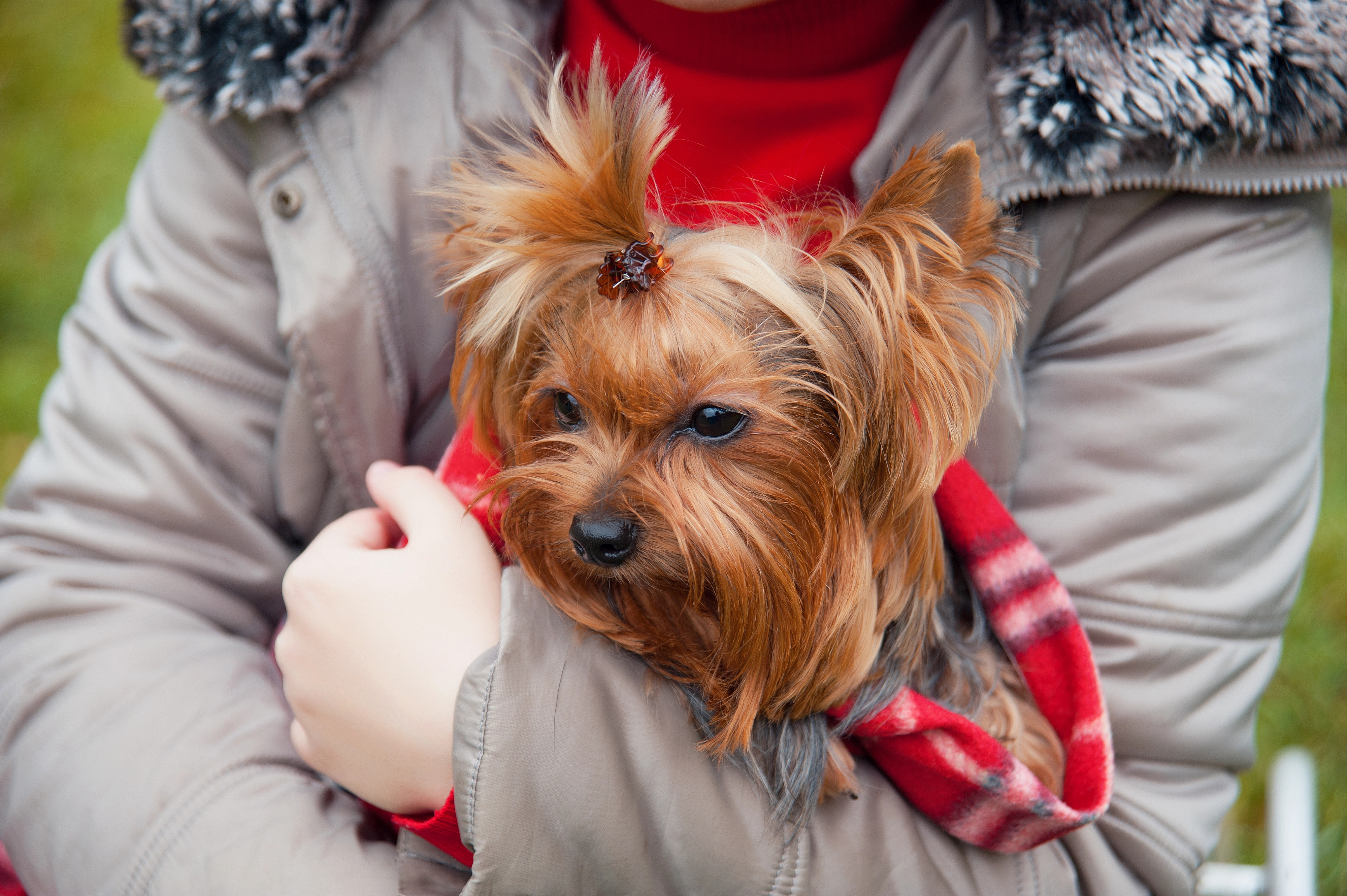 Melanie's Yorkie wrapped in a warm plaid blanket - About Yorkies