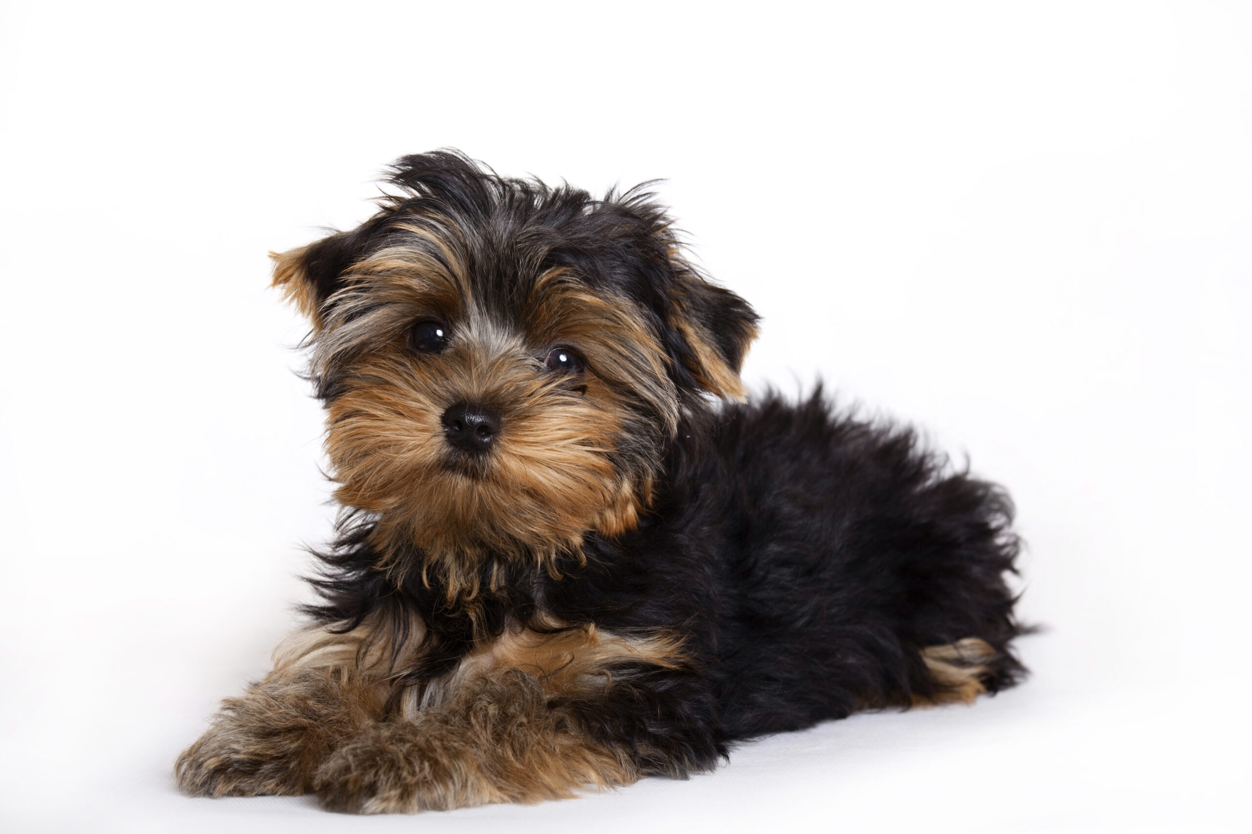 yorkshire terrier faqs