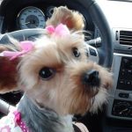 Just leaving the groomer