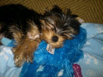 Sleeping on her stuffed animal