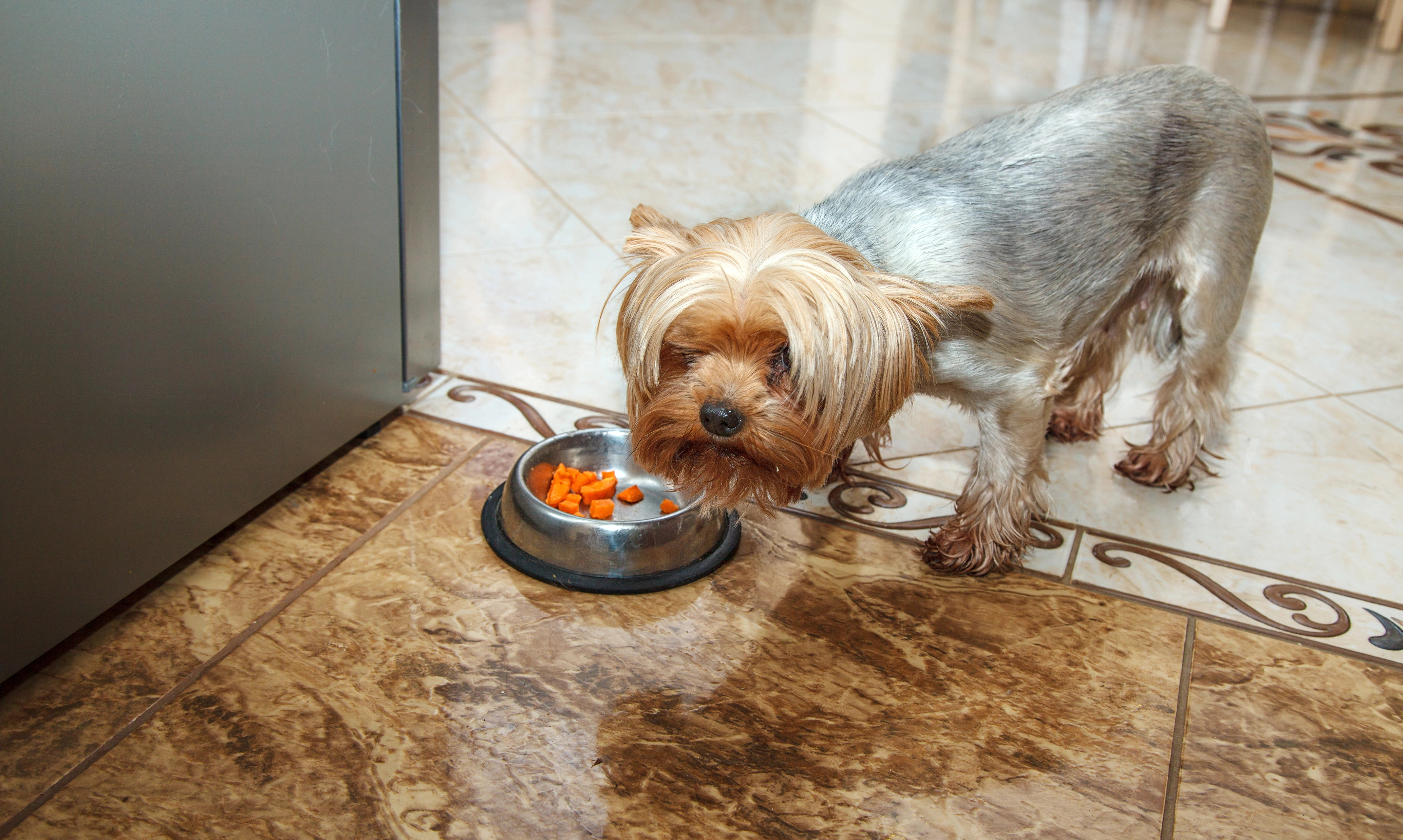 Yorkie being a picky eater, ignoring carrots in his food bowl
