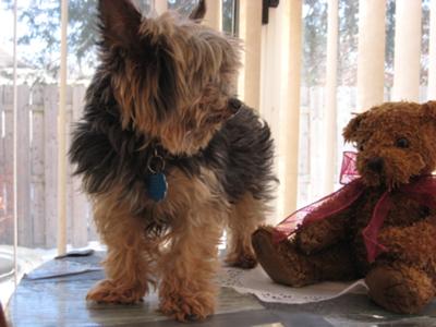 yorkie-picture-charlie-21416186
