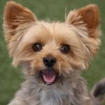 alfie