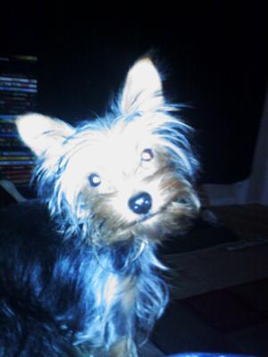 Bentley Boo sittin pretty!