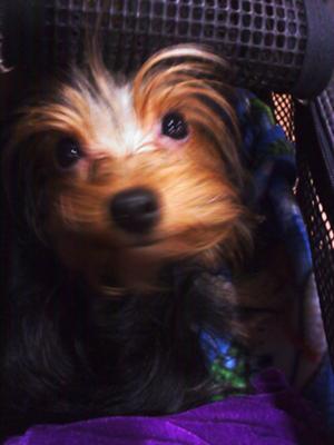 yorkie-pictures-of-bentley-boo-21563647