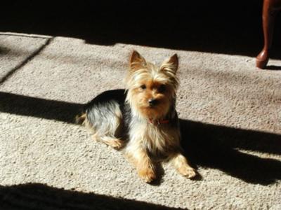 yorkie-pictures-of-princess-yoko-21410137
